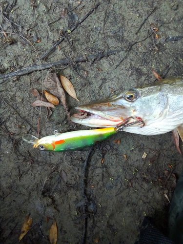 052.jpg (177.33 КБ) 5337 просмотров тонущий 80 мм вес 12 гр .