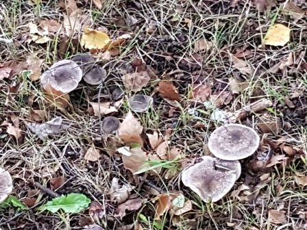 20181005_090941.jpg