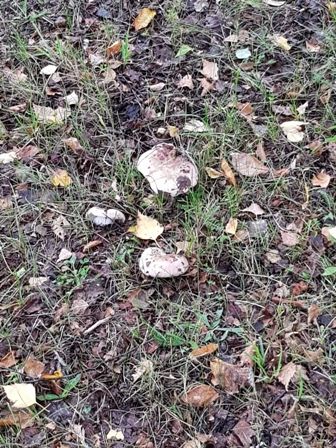 20181005_091029.jpg