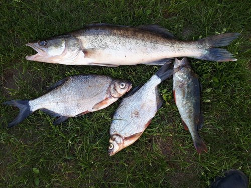 20190608_082359.jpg (206.25 КБ) 17378 просмотров Мой улов за 12 часов