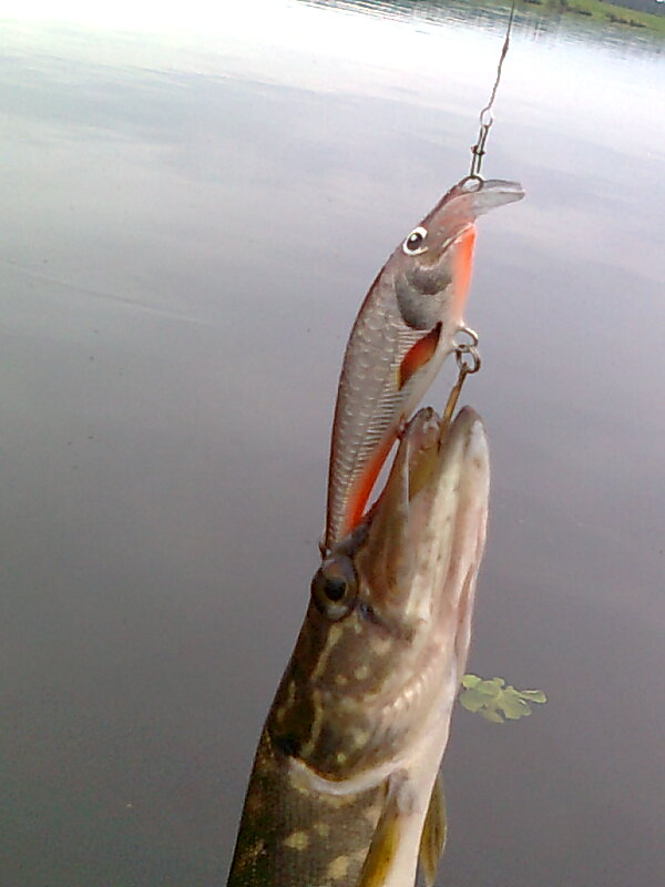 Изображение 1165.jpg