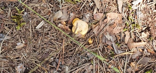 20200703_133012.jpg