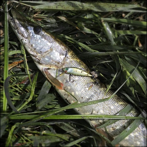 08-15-PIKE_fishing-22.jpg (130.19 КБ) 11966 просмотров Старенькая миношка 60 мм