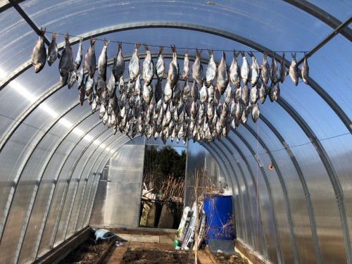 915F8ED7-0262-4403-A7BB-B15D0DF6F175.jpeg (269.74 КБ) 32929 просмотров Улов с заключительной рыбалки - 20кг ;)