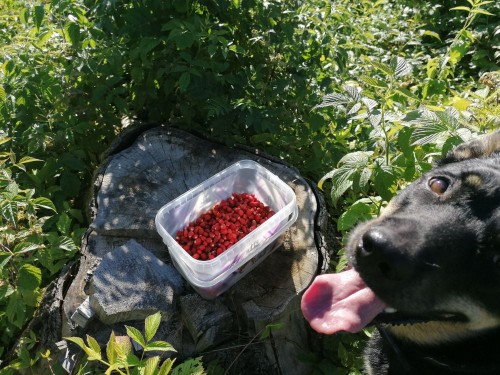 IMG_20210703_082659.jpg (189.09 КБ) 2731 просмотр Не маловато будет?