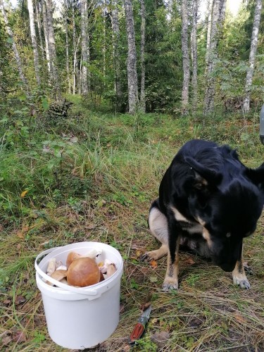 IMG_20210829_092532.jpg (264.29 КБ) 4155 просмотров Очень стыдно, не нашла ни одного гриба.