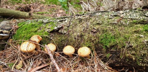 20210825_093913.jpg (177.08 КБ) 4094 просмотра Были и непонятные опята