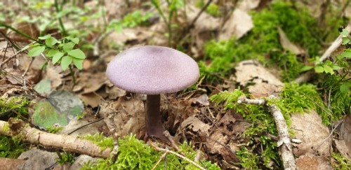 20210825_093034.jpg (108.14 КБ) 4093 просмотра А вообще каких только грибов не встретишь, природа так поработала над цветами, жаль камера этого в полной мере не передаёт, верней фотограф плохой