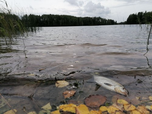 IMG_20210907_155254.jpg (124.63 КБ) 9199 просмотров Приходили познакомиться