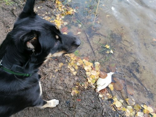 IMG_20210907_123811.jpg (172.37 КБ) 9199 просмотров Где нормальная рыба?