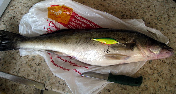 Суд5.jpg