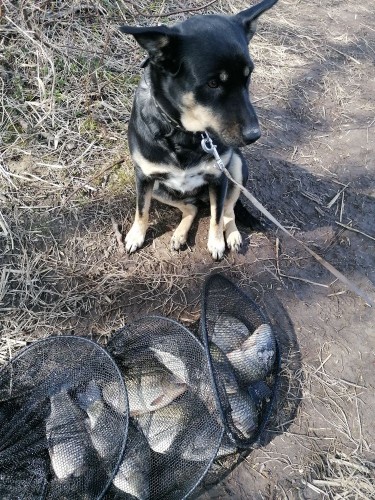 IMG_20220424_133206.jpg (303.91 КБ) 5666 просмотров Во как я сегодня порыбачила.