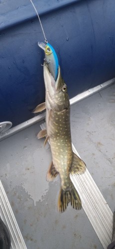 20221101_090811.jpg (68.99 КБ) 13334 просмотра Пошла за родителями, утром.