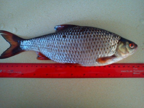 DSC8.jpg (104.86 КБ) 15622 просмотра линейку плохо видно 29,5см