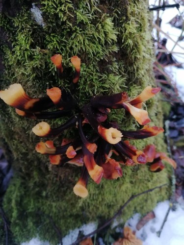 IMG_20230126_160534.jpg (134.49 КБ) 2786 просмотров ножки