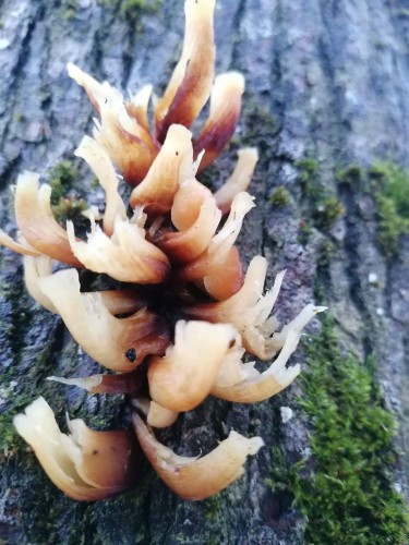 IMG_20230126_161003.jpg (123.7 КБ) 2786 просмотров ножки