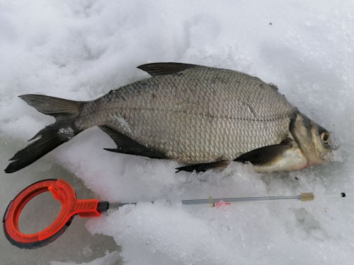 IMG_20230228_114341.jpg (92.22 КБ) 5603 просмотра IMG_20230228_114341.jpg