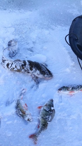 20230304_090144.jpg (98.14 КБ) 10557 просмотров 20230304_090144.jpg