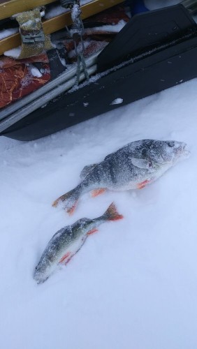 20230311_145842.jpg (57.98 КБ) 9285 просмотров один из жирненьких