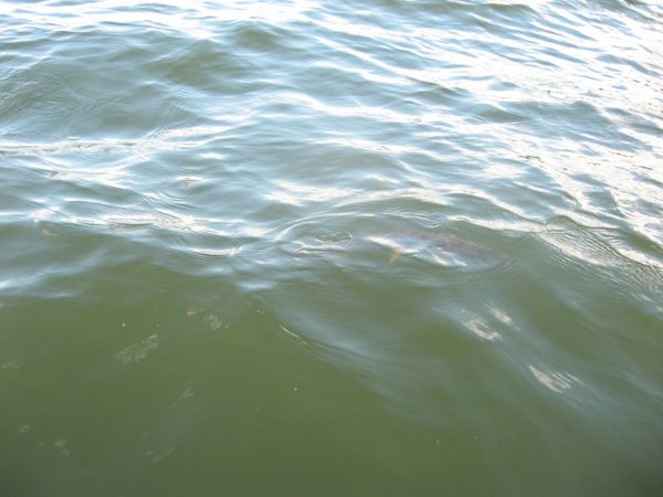 IMG_3601.jpg