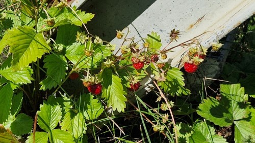 20250701_144907.jpg