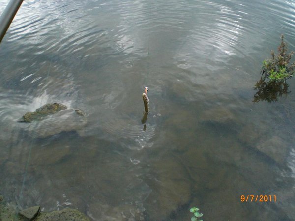 CIMG4997-kl.JPG