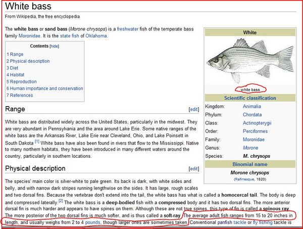White Bass.JPG