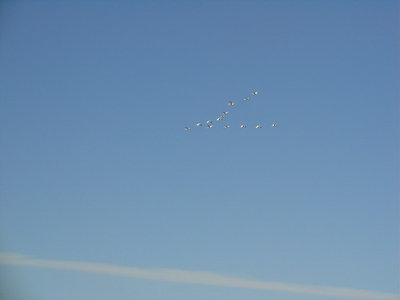 DSC01343.jpg