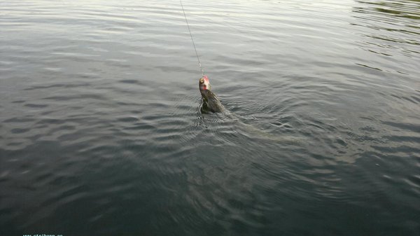 20110806290.jpg