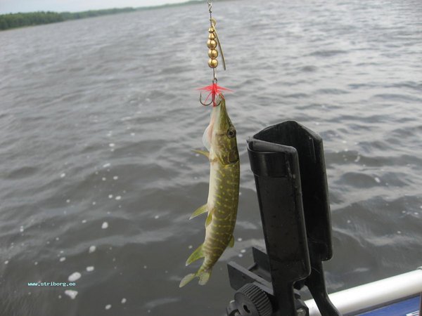IMG_6963.jpg