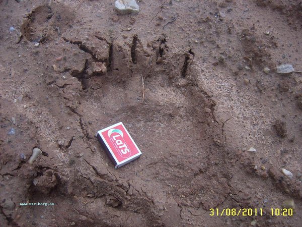 SUC52800.JPG