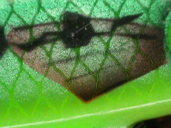 DSC01067.JPG