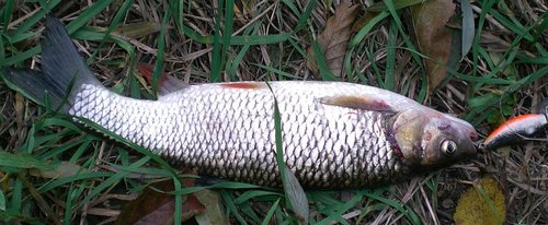 CIMG5202-m.JPG (89.18 КБ) 1730 просмотров в другом ракурсе. там виднеется красный... таки голавель?.