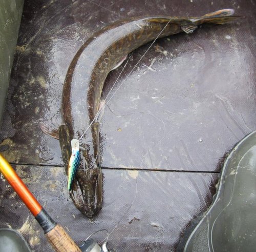 Н5.jpg (101.56 КБ) 1615 просмотров 2,5 кг.