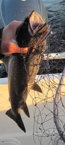 IMG_4245_1.jpg
