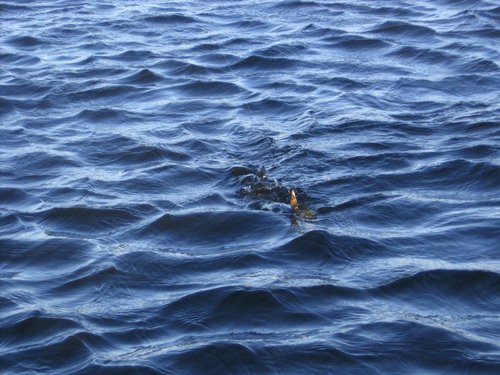 03.12.11 005.jpg (136.69 КБ) 2223 просмотра ДОЛГО УПИРАЛАСЬ!