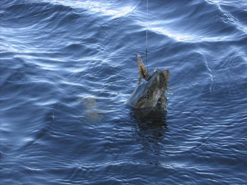 03.12.11 006.jpg (96.28 КБ) 2223 просмотра Но! Оказалась не съедобна:)