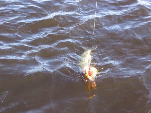 03.12.11 007.jpg (99.27 КБ) 2223 просмотра А эта, вроде съедобна:)