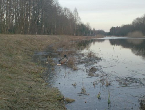 009.JPG (83.71 КБ) 1937 просмотров террорист на попе