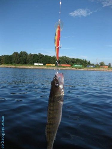 1234_IMG_4526_1.jpg