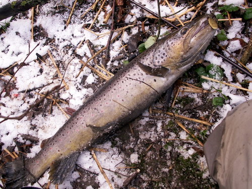 65 cm.JPG