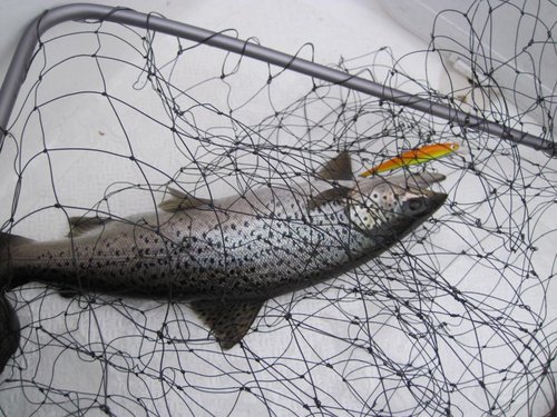 IMG_4514.JPG (149.88 КБ) 1196 просмотров первая Рыбка