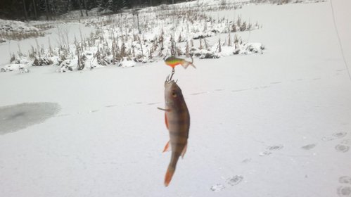 17012012750.jpg (67.46 КБ) 29230 просмотров Первая подледная 2012