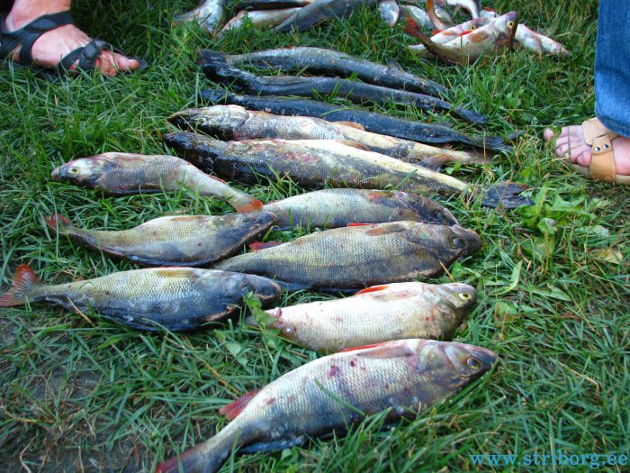 Рыба чудского озера. Жерех в Чудском озере. Какая рыба водится в Чудском озере. Какая самая большая рыба в Чудском озере.